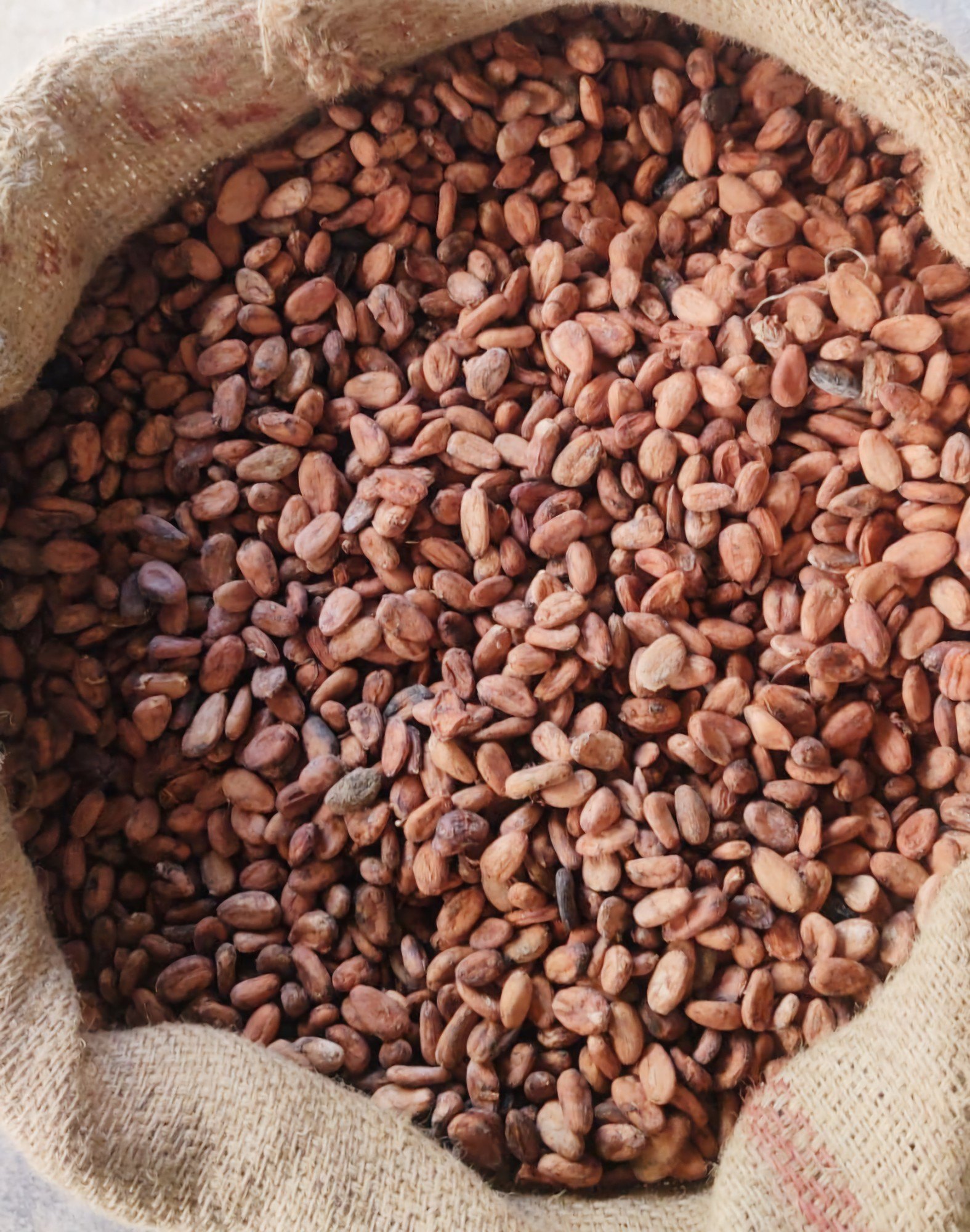 Cocoa Beans wholesale bulk supply