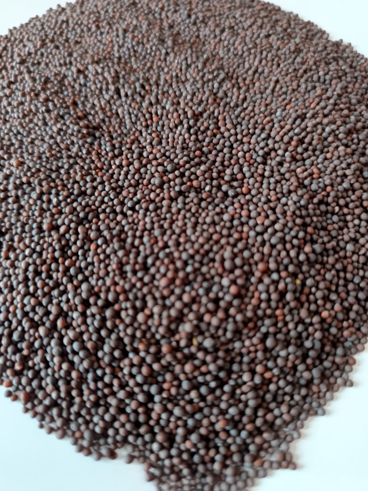 Mustard wholesale bulk supply